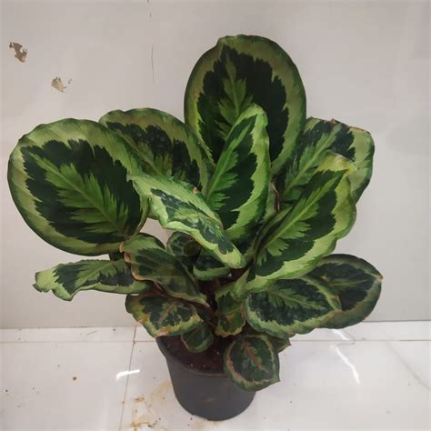 Calathea Roseopicta 'Medallion' - Nursery Buy