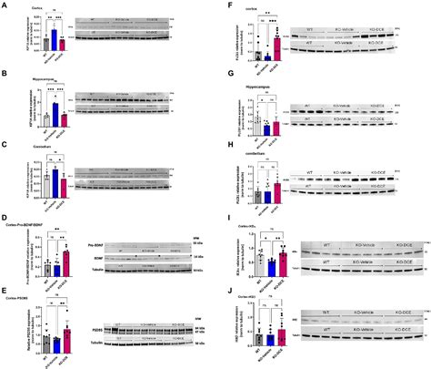 Frontiers Dodecyl Creatine Ester Improves Cognitive Function And