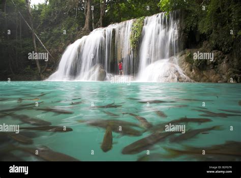 Large Fish Swim Around A Waterfall At The Erawan Falls In Kanchanaburi