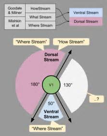 Ventral Stream Fewer Lacunae