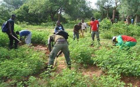 Vers La Restauration De Millions Dhectares De Terres Africaines