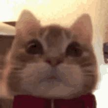 Stress Cat S Tenor