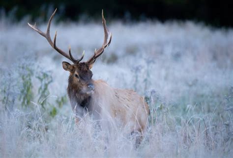 150 Elk Head Shot Cervus Canadensis Stock Photos Pictures And Royalty
