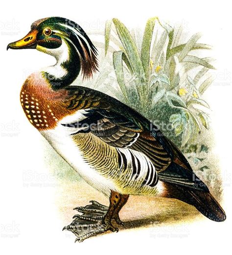 This Is An Antique Print Of A Duck