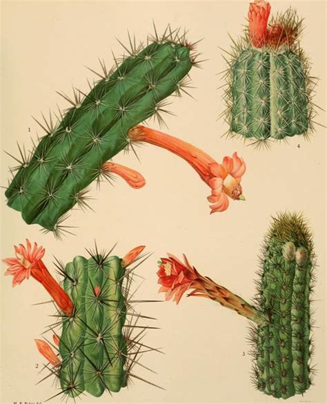 Cactus Roots Diagram