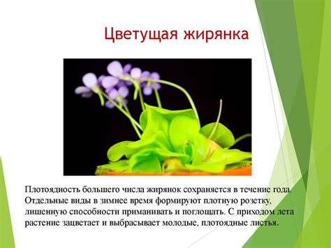 Растения-хищники. Почему они хищники? - презентация онлайн