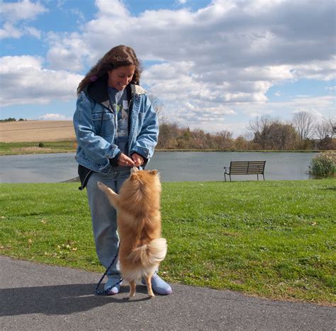 Reactive Dog FAQs | Reactive Dogs