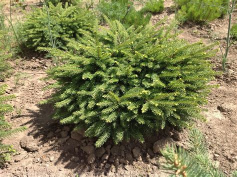 Ель нидиформис описание посадка и уход фото