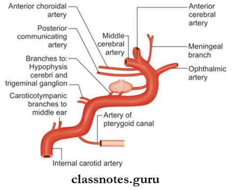 Major Arteries of the Head and Neck Question And Answers - Class Notes