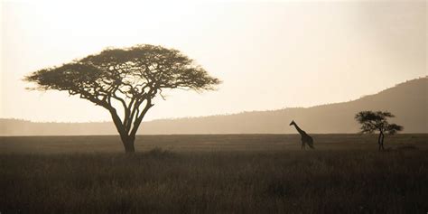 continents geological formation  characteristics