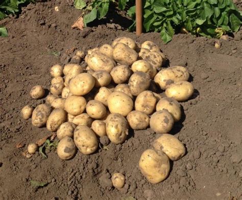 Картошка Ривьера Описание Сорта Фото – Telegraph