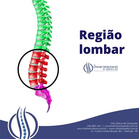 Onde Fica Localizada A Lombar - região lombar | Dr. Omar