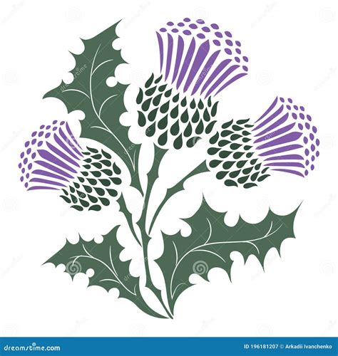 Thistle Onopordum Acanthium Scottish Thistle Cartoon Vector