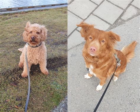 Speciell Vecka D Jag Har Haft Alla Sex Vovvarna