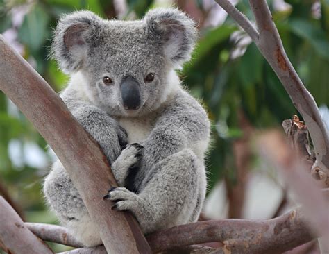 Koalas - Queensland Conservation Council