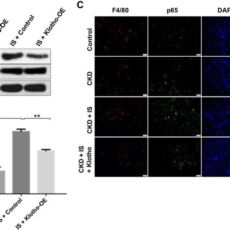 Overexpression Of Klotho Alleviates Is Induced Heart Failure And Kidney