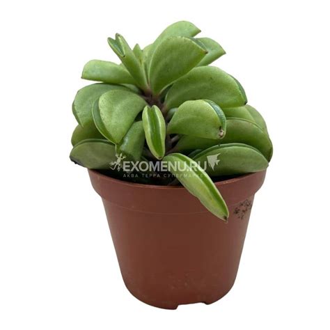 Пеперомия HAPPY-BEAN купить по выгодной цене в интернет-магазине EXOMENU.RU