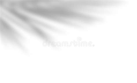 Soft Shadows Of Palm Leaves On White Stock Image Image Of Natural