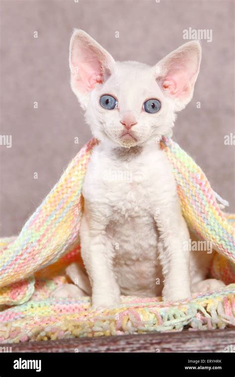 Sitting Devon Rex Kitten Stock Photo Alamy