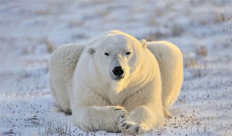 Why Polar Bears Need Sea Ice To Survive Life In The Arctic One Earth