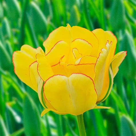 Akebono Tulip Premium Dutch Flower Bulbs