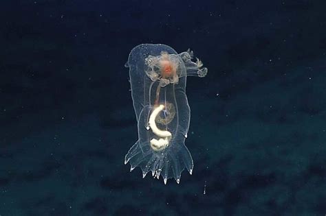 Never-Before-Seen Life Spotted by Hawaiian Deep Sea Expedition