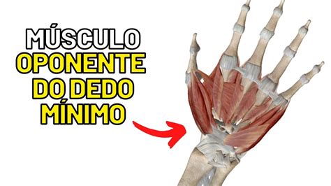 M Sculo Oponente Do Dedo M Nimo Miologia Da M O Aula De Anatomia