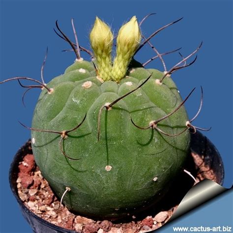 Matucana - Alchetron, The Free Social Encyclopedia