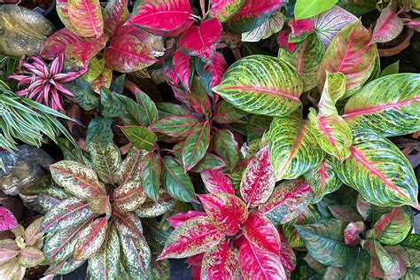 How To Grow And Care For Aglaonema Chinese Evergreen