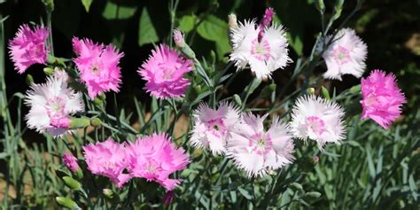 Tutto Sul Garofano Dianthus Caratteristiche Cura E Significato