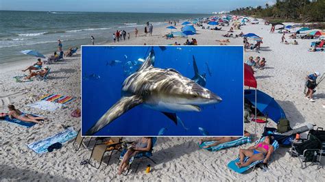 Shark takes bite out of beachgoer in latest attack at tourist hot spots