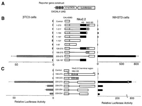 The Transactivation Domain Of Nkx22 Maps To The C Terminus A Reporter