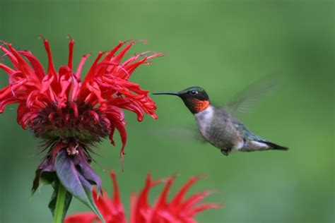 Hummingbird Wallpaper Background (70+ images)