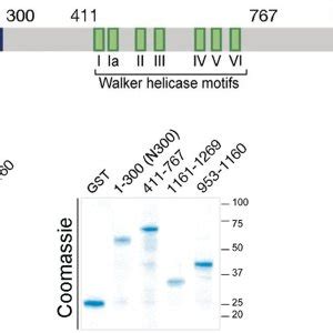 The N And C Terminal Regions Of Rha Interact With Lin A Domain