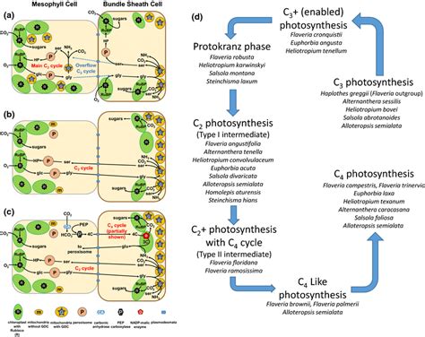 Evolutionary Pathway From C3 To C4 Photosynthesis Showing The Main