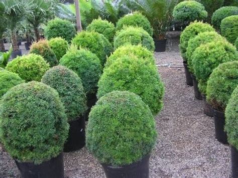 Plantas Redondas Para Jardim