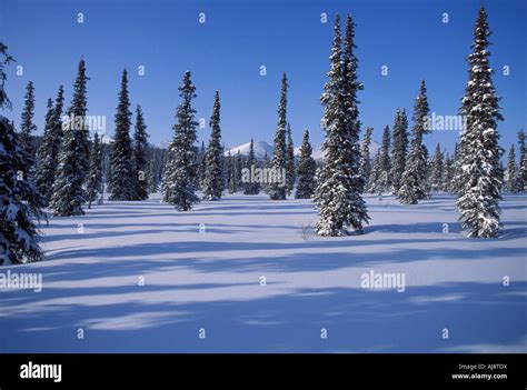 Alaskan winter landscape Stock Photo - Alamy