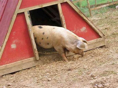 The Pig Place Banbury Oxfordshire Updated 2025 Prices