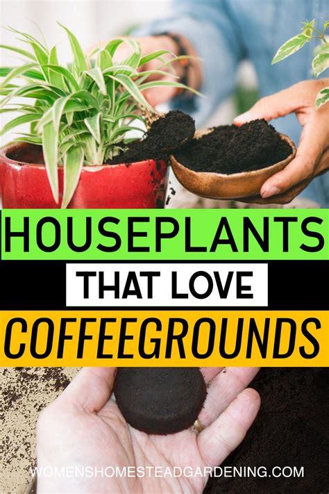 Houseplants Love Coffee Grounds In 2021 House Plant Care Natural Fertilizer Coffee Grounds