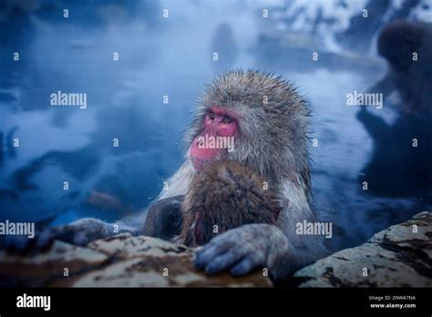 Monkeys In A Natural Onsen Hot Spring Located In Jigokudani Monkey Park Nagono Prefecture