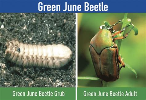 Lawn Grubs White Grub Identification And Control