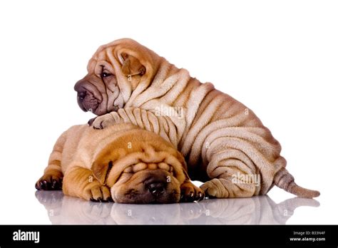 Two Shar Pei Baby Dogs Almost One Month Old Stock Photo Alamy