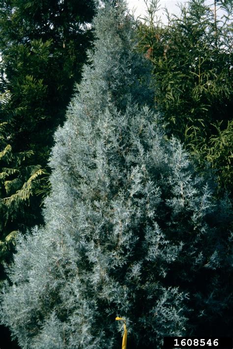 Alligator Juniper Juniperus Deppeana Steud