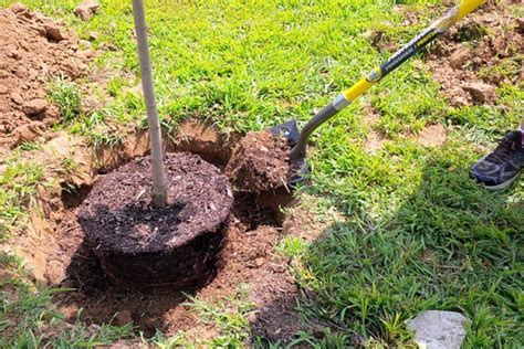 Груша Феерия. Описание сорта, фото, отзывы, опылители, морозостойкость ...