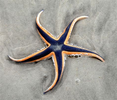 najcudnije od svih zvezda na svetu naj