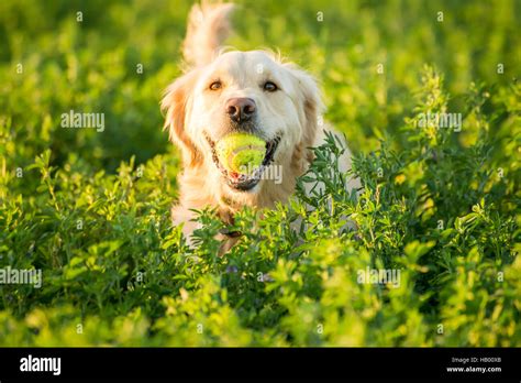 Golden Retriever Ball Hi Res Stock Photography And Images Alamy