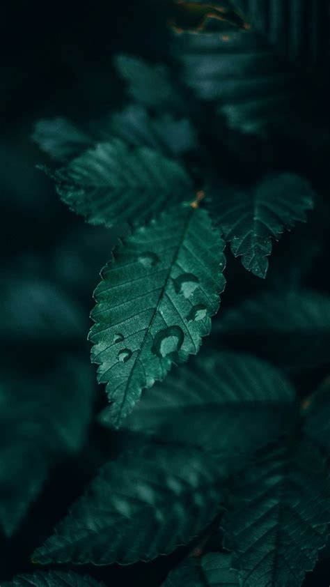 sɴɪᴇɢᴅᴇᴊᴀ ★ dark emerald green aesthetic Aesthetic Backgrounds, Green ...