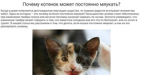 Почему кошка или кот стали писать где попало | что делать, если начали