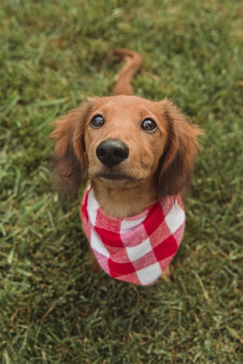 How the heck do I potty train this wildly cute and stubborn little man?? : r/Dachshund