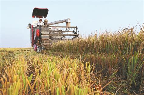 Annual Grain Output Reaches Record High Cn